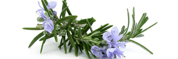 L'huile essentielle de Romarin à Verbénone